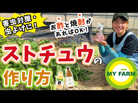 アブラムシ対策に最適な重曹、白酢、黒石鹸、ニームオイルは何ですか