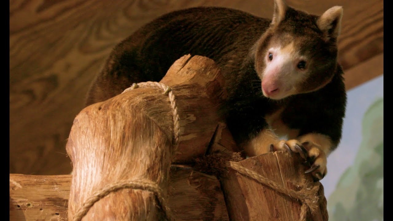 Tree Kangaroo | Paws for a Minute