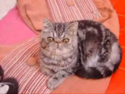 gato exotico faustina del amor brujo