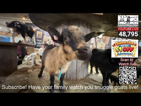 LIVE NOW - Goat Snuggling booth PA Farm Show