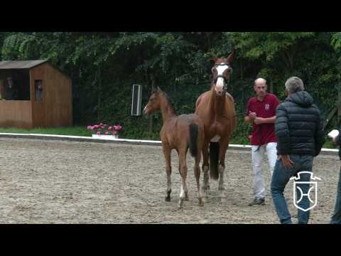 Holsteiner Fohlenchampionat 2017 - Dithmarschen - Siegerhengstring