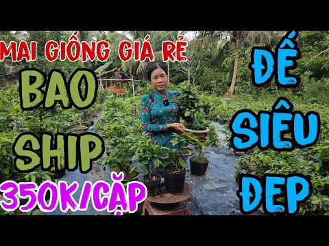 🪷21/04🌺0398932309(ha)🌸clearance sale of apricot blossoms for Tet 2023🌼super Saigon flowers💮chrysa...