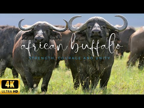 "How Majestic Herds Roam: African Buffalo in Stunning 4K Beauty"