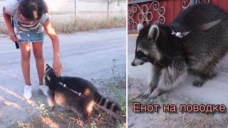 Гуляем с ЕНОТОМ Лимоном 🦝 ❤️