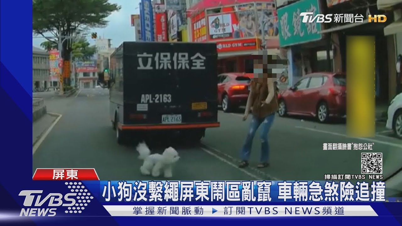 小狗沒繫繩屏東鬧區亂竄 車輛急煞險追撞