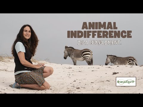Animal Indifference is a compliment