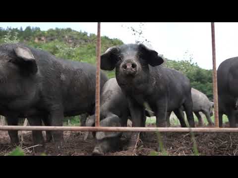 Agro karavan ep.248 - Šumadija - 09.10.2022.