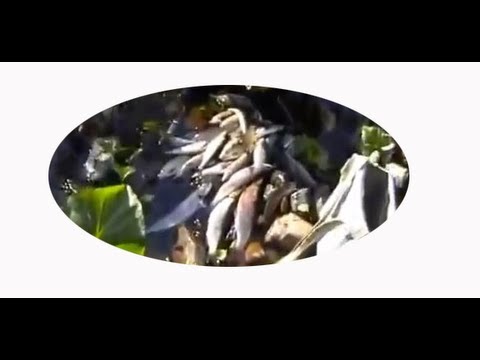 Svéráz ruského rybolovu - lipani