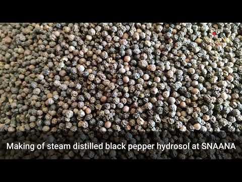 Making of Steam distilled Black Pepper Hydrosol At SNAANA