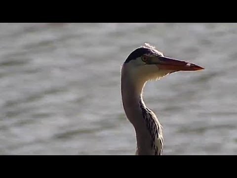 Djuma: Grey Heron - 08:23 - 03/29/20