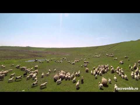 Pastoritul oilor cu drona
