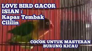 Download lagu LOVE BIRD GACOR ISIAN KAPAS TEMBAK,CILILIN mp3 Download lagu LOVE BIRD GACOR ISIAN KAPAS TEMBAK,CILILIN mp3