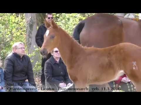 Nr 48 Quantensprung Licotus