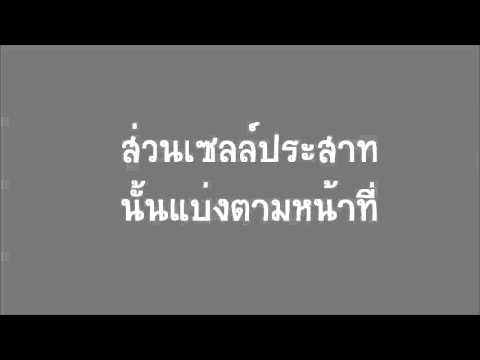 อย่างไรเบียร์แรงชาย ยืดขยายขนาดอวัยวะเพศ