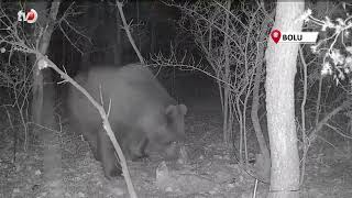 Tarlasına Kurduğu Fotokapanla Ayı Görüntüledi