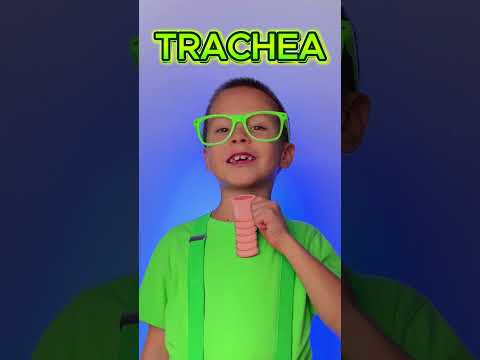 How Do We Breathe? 🌬️ Respiratory System Made Easy! #kids #learn