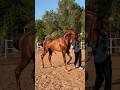 Horsecrossing Horselover Indianhorse Youtubeshort Viral Video ️ Horse Breeding Breeding
