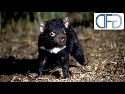 Die Nächte der Tasmanischen Teufel | Tiere vor der Kamera (1988) | Folge 22/57