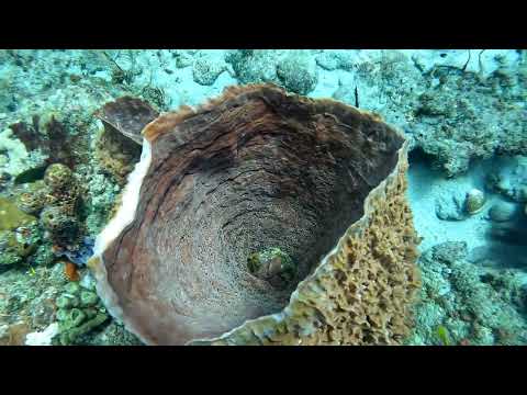 Drift Dive with Narcosis Dive Company 