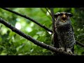 Spot Bellied Eagle Owl Call