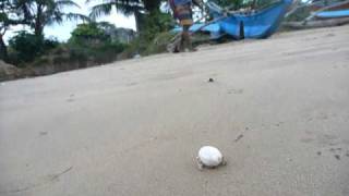 preview picture of video 'Sri Lanka,ශ්‍රී ලංකා,Ceylon,Hermit crab walking a beach beside Closenberg Hotel'