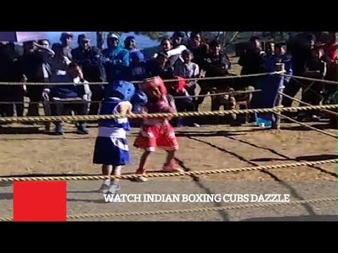 Watch Indian Boxing Cubs Dazzle