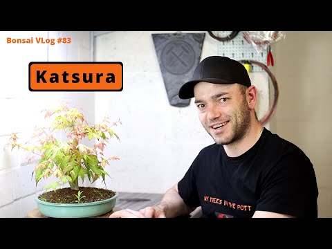 Acer palmatum Katsura - end of season 2021 [leaf pruning] | Bonsai VLog #83