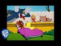 Tom Jerry Who Is The Cutest Classic Cartoon Compilation WB Kids