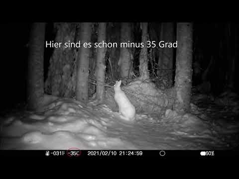 Schneehase in der Kälte