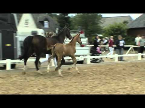 Hengstfohlen v. Colman - Barnaul xx