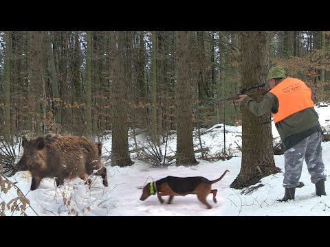 Hunting Serbia - Wild boar hunting | Lov divlje svinje lovište Maljen Divčibare |Caccia ai cinghiali