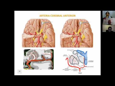Stroke (CVA) Part 3: Basic Neuroanatomy for Neuroimaging