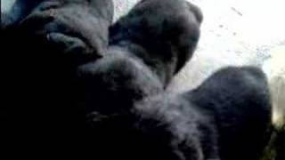 preview picture of video 'vaslui rottweiller puppy'