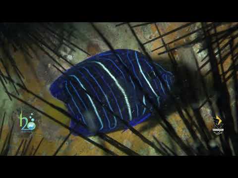 A 40 second film summary of Angle fish.(Ropme Sea Area).