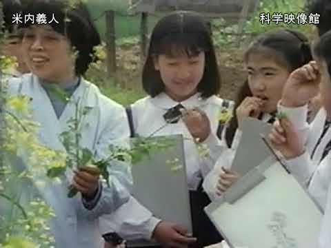 被子植物の木1.png