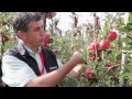 Milwa Diwa A New Apple Variety From Agroscope