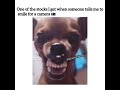 Aha Aha Aha Memes Funny Memesdaily