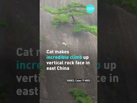 Cat makes incredible climb up vertical rock face in east China