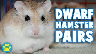 Do Dwarf Hamsters Need To Live In Pairs?