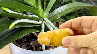 Schatz für Orchideen! Nur 1 Löffel in die Wurzeln gießen und selbst die Schwächsten werden stärker🌿