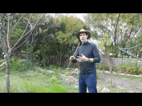 Have bees?  Why not grow fruit trees?