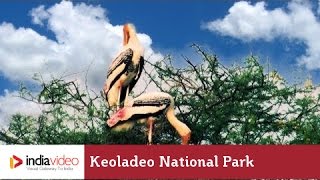 Keoladeo National Park, Rajasthan