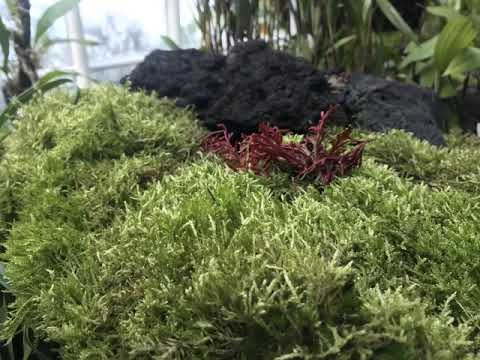 Singapore Botanic Gardens Tropical Montane Orchidetum 2021