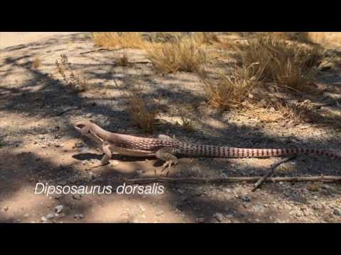 Desert Iguana Confrontation in Arizona