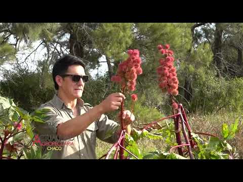 CULTIVO DE RICINO - ING. AGR. JUAN PABLO GOMEZ - HERMOSO CAMPO PROVINCIA DEL CHACO.