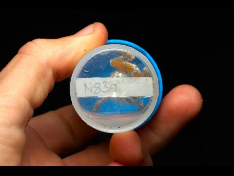 Pseudophilautus ochlandraeについて詳しく解説