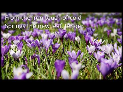 Spring Has Now Unwrapped The Flowers