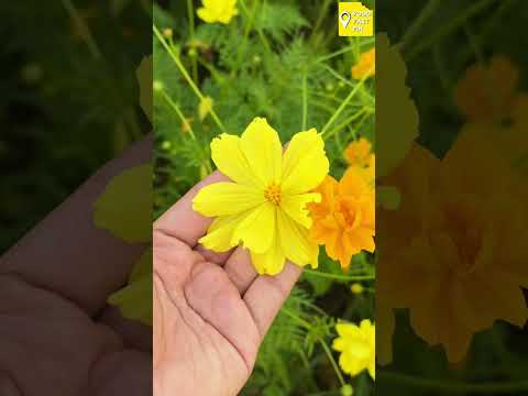 🌼📸🫶🏼 #สวนดอกไม้ ที่ถ่ายรูปเช็คอิน มีดอกไม้น่ารักๆเยอะเลย 📍 แปลงกังหันเกษตร มข.หน้าหอ 8 หลัง มข.