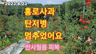 홍로사과 탄저병 멈추었어요/반사필름 피복