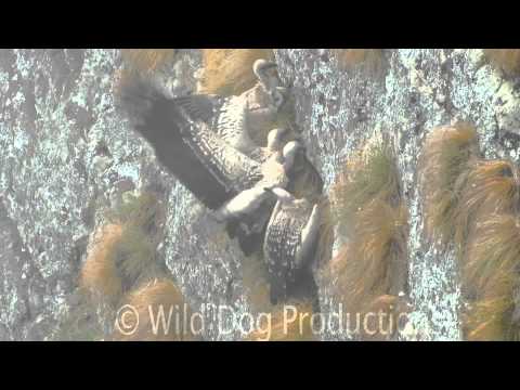 Young vulture crash lands into cliff V1